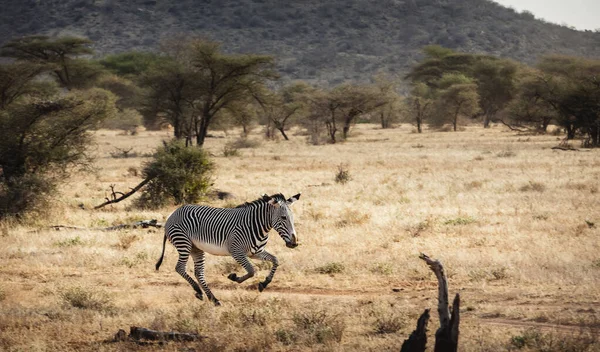 Animals in the wild - Grevy\'s Zebra running in Samburu National Reserve, North Kenya