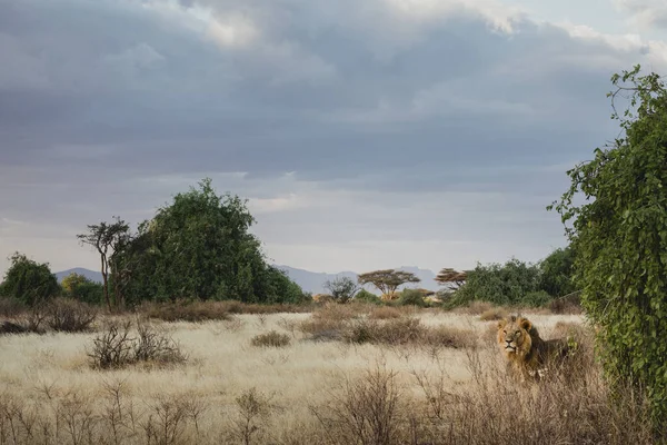 Animals in the wild - Lion at sunset in Samburu National Reserve, North Kenya