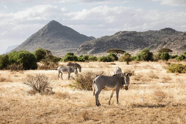 Kuzey Kenya 'daki Samburu Ulusal Rezervi' nde Grevy 'nin zebraları grubu