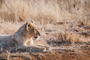 Vahşi hayvanlar - Güney Afrika Kruger Ulusal Parkı 'nda aslan yavrusu