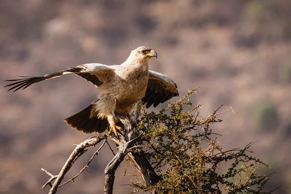 Tawny Eagle Samburu Ulusal Rezervi Kuzey Kenya — Stok fotoğraf