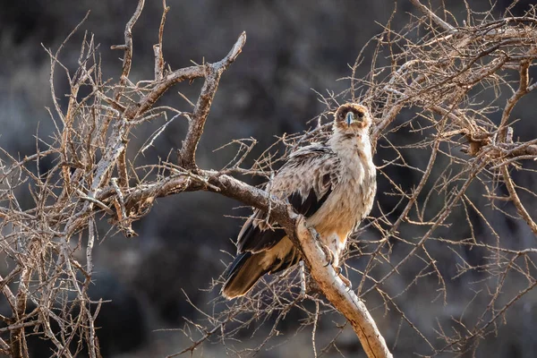 Tawny Eagle Samburu Ulusal Rezervi Kuzey Kenya — Stok fotoğraf