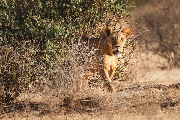 Lov Lvice Při Západu Slunce Samburu National Reserve Severní Keňa — Stock fotografie