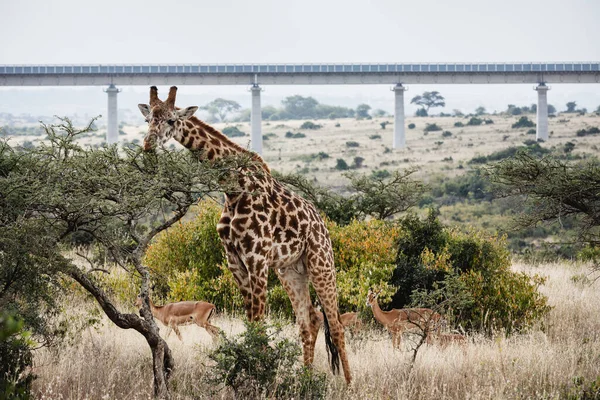 Animals in the wild - Giraffe in Nairobi National Park, Kenya