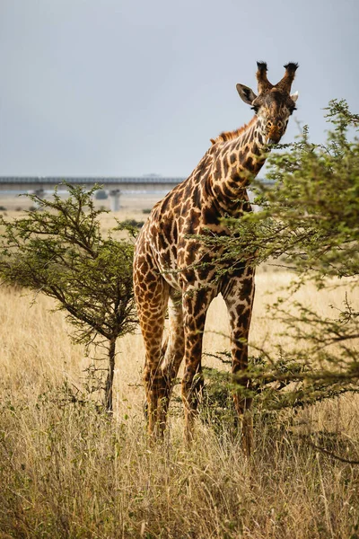 Zvířata Volné Přírodě Žirafa Národním Parku Nairobi Keňa — Stock fotografie