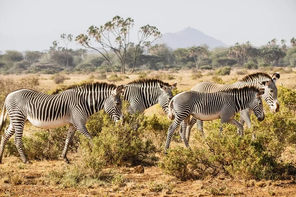 Kuzey Kenya Daki Samburu Ulusal Rezervi Nde Grevy Nin Zebraları — Stok fotoğraf