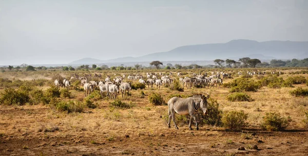Kuzey Kenya 'daki Samburu Ulusal Rezervi' nde Grevy 'nin zebraları grubu