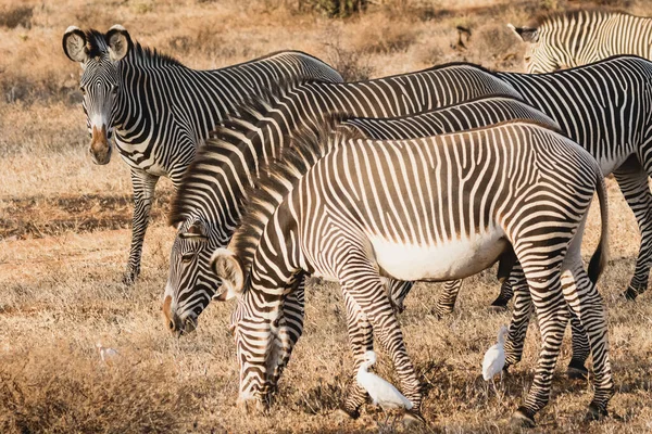 Skupina Grevyho Zebry Národní Rezervaci Samburu Severní Keňa — Stock fotografie