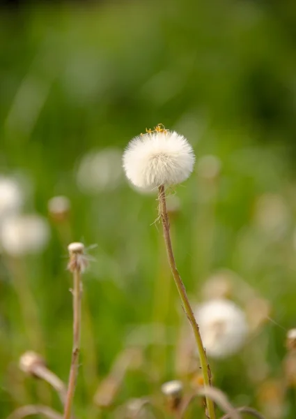 Dandelions blooming in a field — Stock Image Dandelions blooming in a field Stock Image