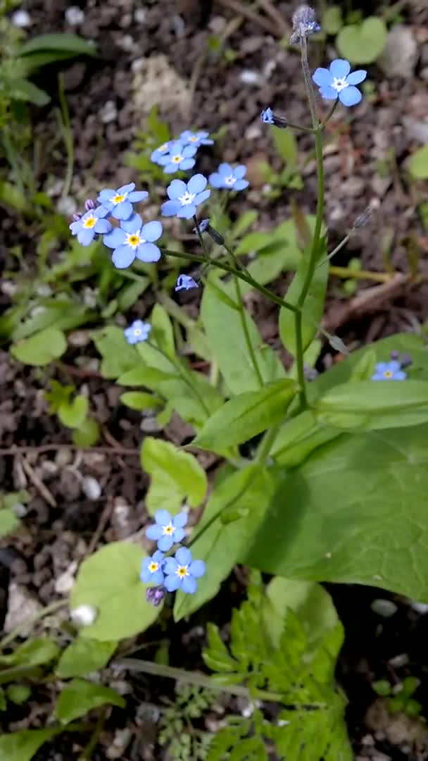 Flowers Garden \ Flowers Garden \