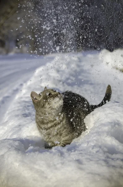 Cat goes on snowdrifts winter