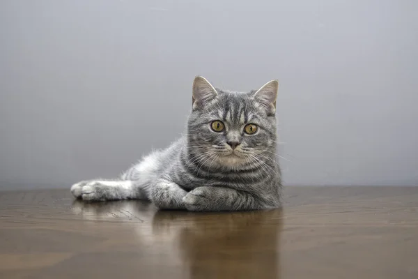 a sick cat on a table with medicines