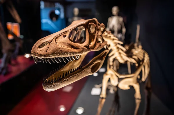 Velociraptor iskelet kafası müze ekranında kopya alanı ile bulanık arkaplanı kapat