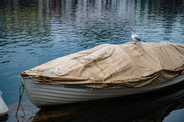 Gabbiano Seduto Una Scialuppa Remi Coperta Legata Sul Fiume Reuss — Foto Stock