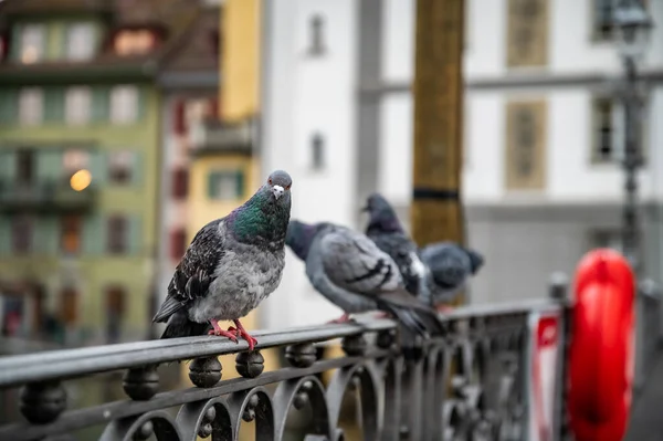Portrait Gros Plan Adorable Oiseau Pigeon Amusant Assis Sur Une — Photo