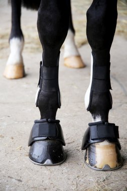 Horse hooves with horseshoe close up clipart