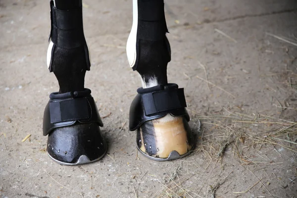 Kopyta koně přední nohy zblízka — Stock fotografie
