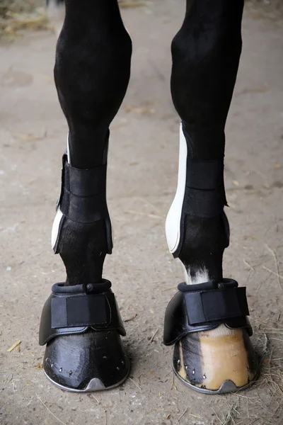 Os cascos de cavalo de pernas dianteiras fecham — Fotografia de Stock