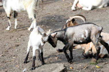 Genç goatlings anne açık havada ile oynamak