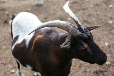 Bir keçi çiftliği bahar portresi