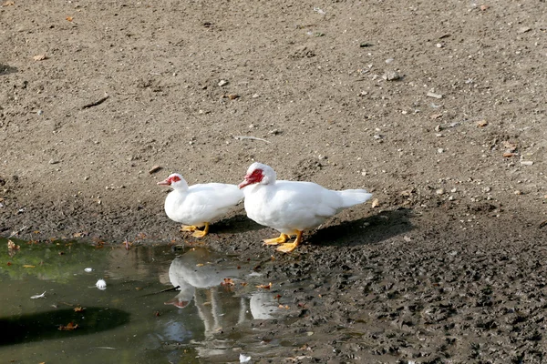 Moskauer Ente genießt am Wasser ländliche Szene — Stockfoto