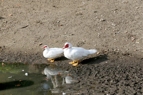 Pato Moscovo desfrutando pela cena rural da água — Fotografia de Stock