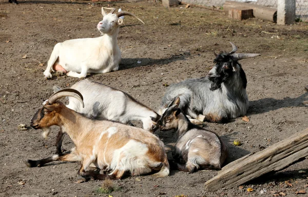 Rebanho de cabras vive em uma fazenda — Fotografia de Stock