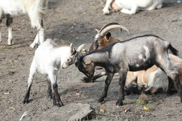 Lindas cabras jóvenes jugando en la granja de animales —  Fotos de Stock