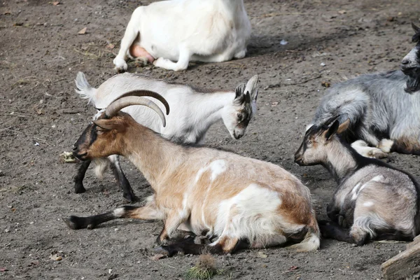 Bain de soleil paisible des chèvres dans la cour de ferme scène rurale printanière — Photo