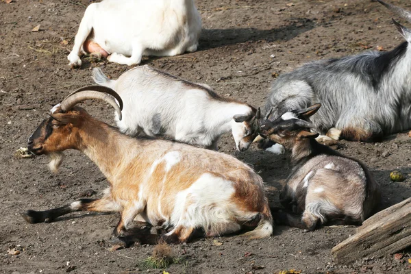 Família de cabras — Fotografia de Stock