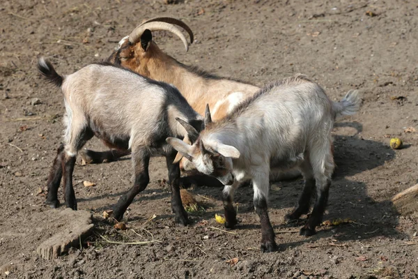 Filhotes de cabra brincando na cena rural do quintal — Fotografia de Stock