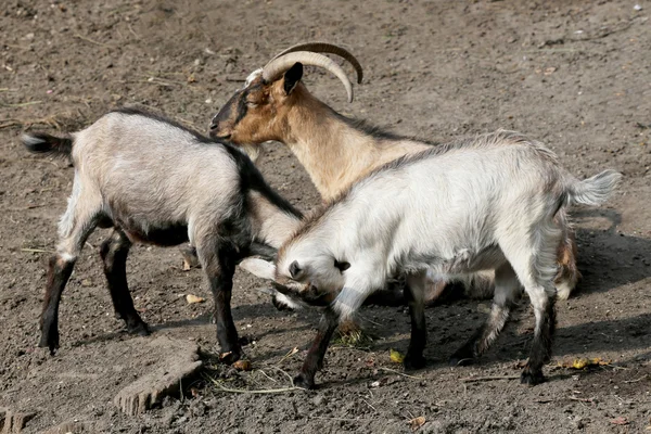 Bonitos cabras jovens brincando na fazenda de animais — Fotografia de Stock