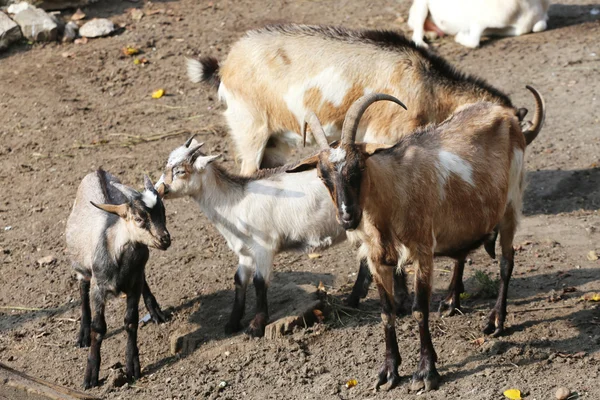 Banhos de sol da família das cabras — Fotografia de Stock