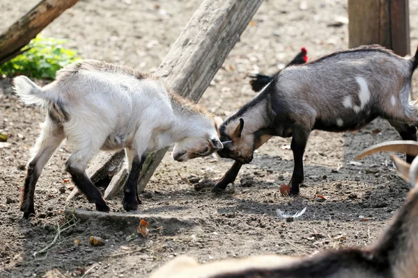 Bonitos cabras jovens brincando na fazenda de animais — Fotografia de Stock