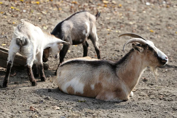 Rebanho de cabras vive em uma fazenda — Fotografia de Stock
