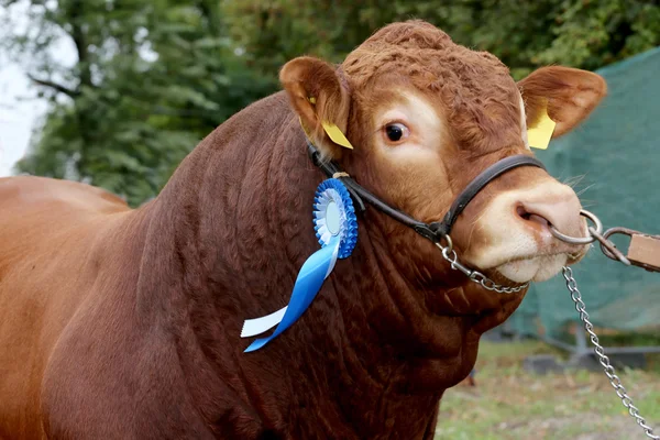 Close-up of a very nice young award winner cow — Stock Photo, Image