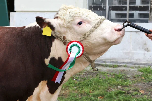 Egy nagyon szép fiatal díj győztes tehén közelről — Stock Fotó