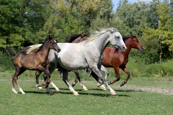 Renrasig arabiska hästar galopperar på fäbod — Stockfoto