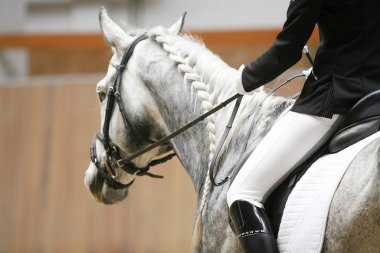 Eylem bir terbiye at başkanı. Terbiye için örgülü yele