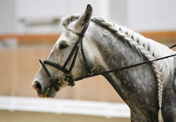 アクションで馬術の馬の頭 — ストック写真