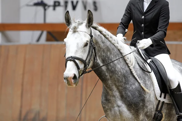 Hoofd van een dressuurpaard in actie. Gevlochten mane voor dressuur ho — Stockfoto