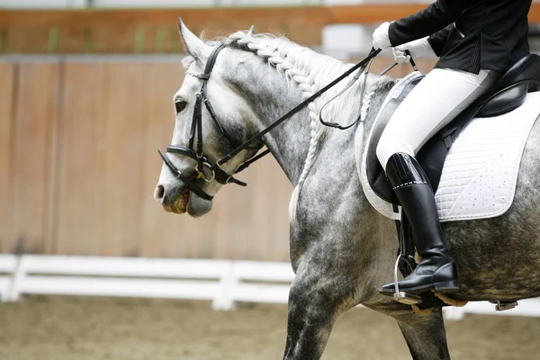 Επικεφαλής της ένα άλογο dressage σε δράση — Φωτογραφία Αρχείου