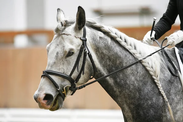 Caballo de doma de color gris bajo silla de montar con jinete no edintificado — Foto de Stock