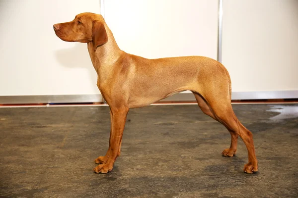 Kant weergave portret van een Hongaarse vizsla aanwijzer hond — Stockfoto