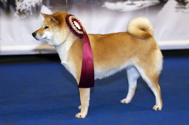 Ödül kazanan genç kırmızı shiba Inu köpek yavrusu 