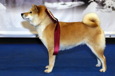 Japon köpek doğurmak shiba Inu Ödülü kazanan rozet ile