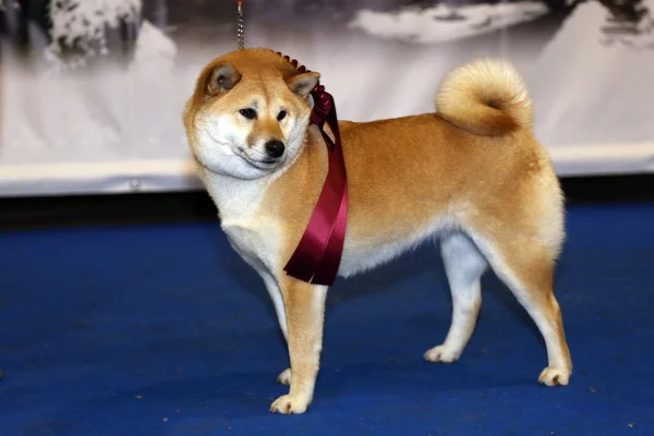 Βραβευμένο κόκκινο shiba inu κυνικός από Ιαπωνία — Φωτογραφία Αρχείου