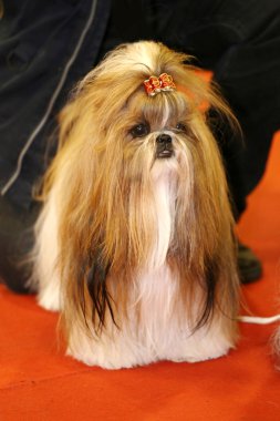 Çok güzel saç tokası genç shih tzu köpekle