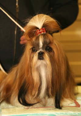 Çinli shih tzu puppy bilinmeyen sahibi ile