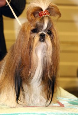 Çinli shih tzu puppy bilinmeyen sahibi ile